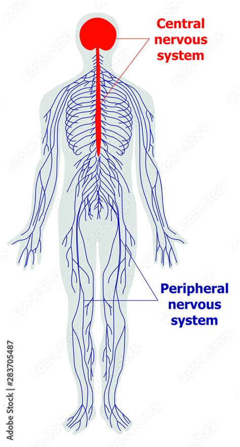 Anatomy of the nervous system Stock Vector | Adobe Stock