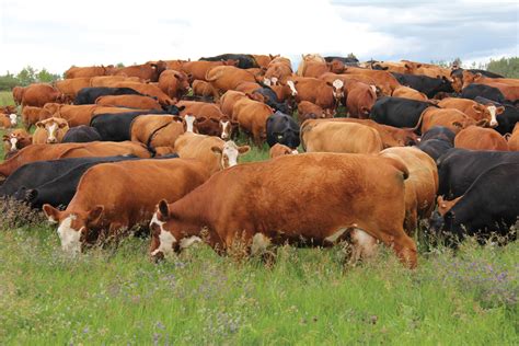 Positive Fundamentals Driving Cattle Prices Higher Grainews