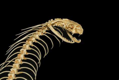 Slithering Secrets Do Snakes Really Have Bones