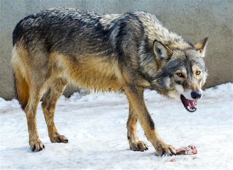 Eurasian Wolf Eating Meat · Free Stock Photo