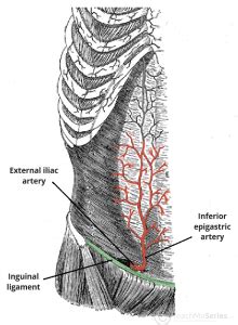 Inferior Epigastric Artery - Course - Supply - TeachMeAnatomy