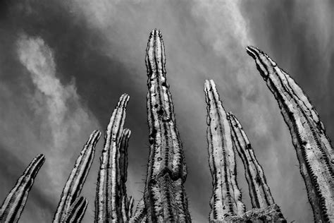 Cactus Wallpaper Photos, Download The BEST Free Cactus Wallpaper Stock