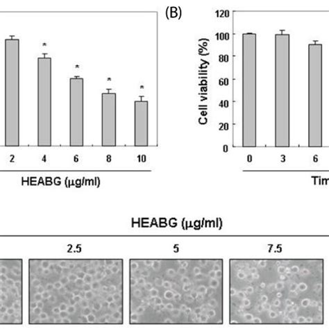 Effect Of HEABG On The Viability And Morphology Of U937 Cells A And