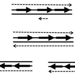 Examples of antisense RNA types illustrated with a three-gene operon ...