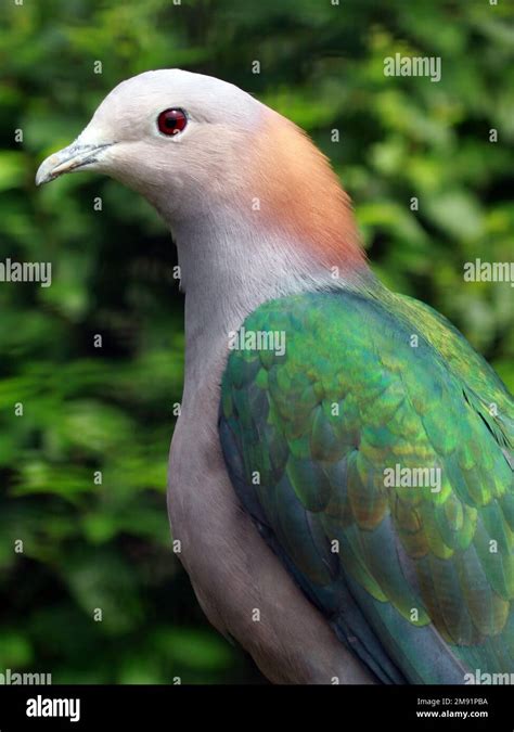 Green Imperial Pigeon Ducula Aenea Paulina Portrait Stock Photo Alamy