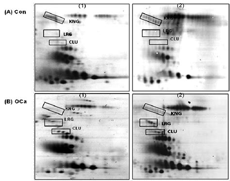 Two Dimensional Gel Electrophoresis 2 De O Glycosylated Protein