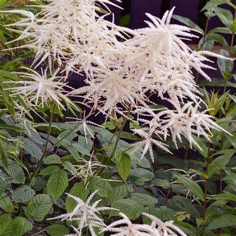 Aruncus Dioicus Kneiffii Green Service Di Spinelli Daniele