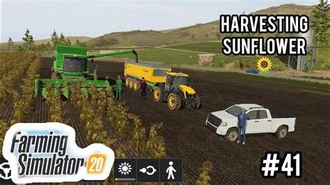 Farming Simulator Harvesting Sunflower Crop First Time With Harvester