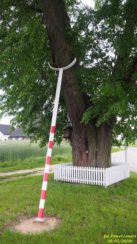 Pomnikowa lipa drobnolistna w Wodzicznej Lipa Wolności Paweł Lenart