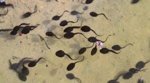 What Do Baby Tadpoles Look Like? - The Good Mother Project