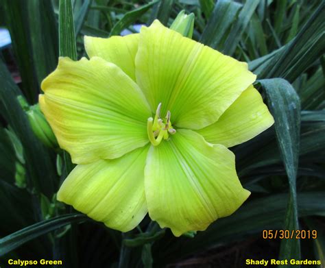 Shady Rest Gardens - CALYPSO GREEN