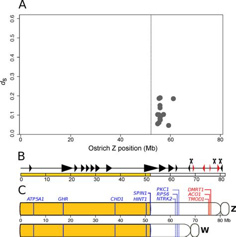 Why Do Some Sex Chromosomes Degenerate More Slowly Than Others The Odd