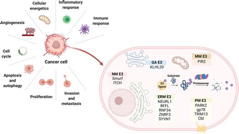 Frontiers The Role Of Membrane Associated E3 Ubiquitin Ligases In Cancer