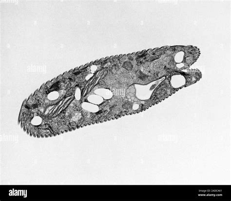 Scanning Electron Micrograph Tem Of Euglena Gracilis Cell Pellicle