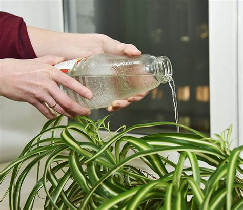 Правила полива комнатных цветов – Серисса