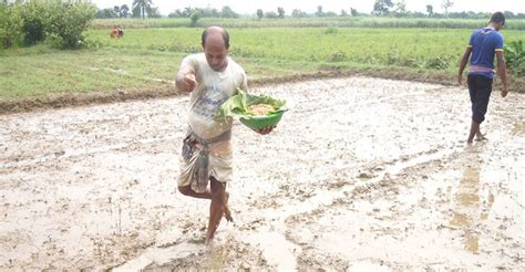 আমনের অধিক ফলন পেতে যা করতে হবে