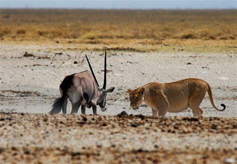 Desert Lions - African Wanderlust - Travel