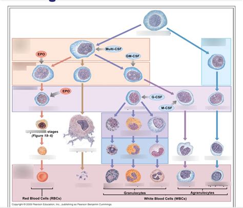 Developmental Pathways Of Blood Cells Diagram Quizlet