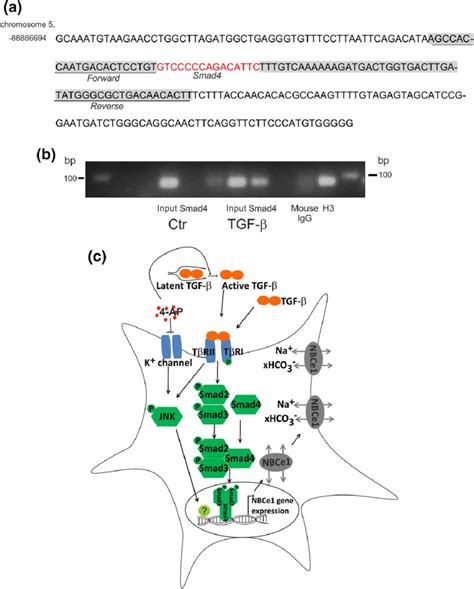 FIG URE 6 Smad4 Specifically Binds To The Promoter Of NBCe1 In Mouse