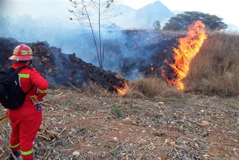 Incendios Forestales Afectaron M S De Hect Reas De Plantaciones