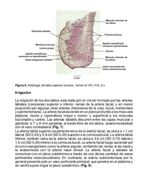 Anatomia De Los Labios Y De La Region Perioral