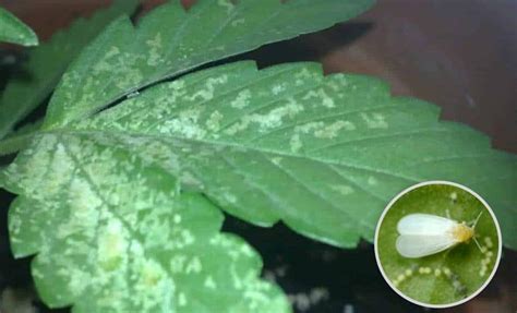 C Mo Identificar Los Insectos Que Tiene Tu Planta De Marihuana