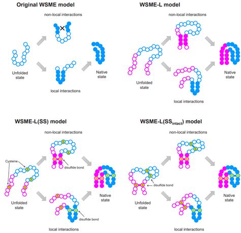 Physical theory improves protein folding prediction | Mirage News