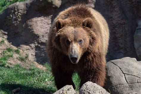 10 Amazing Kamchatka brown bear facts - Our Planet