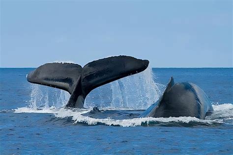 Top 10 Oahu Whale Lookouts From Land Oahu Whale Watching Tours Hawaii