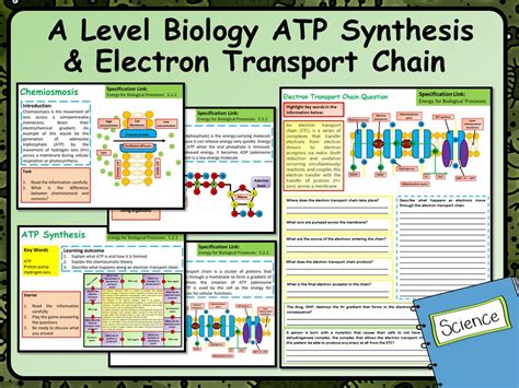 A Level Biology ATP Synthesis & Electron Transport Chain Lesson ...