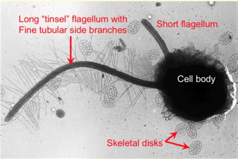 Protista Flashcards Quizlet