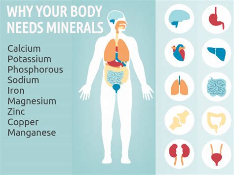 Why Your Body Needs Minerals