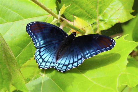 Red Spotted Purple Butterfly Photograph By Sandy Zanko Fine Art America