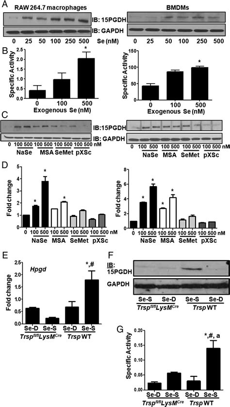 Selenoprotein Dependent Expression Of Pgdh In Vitro And In Vivo