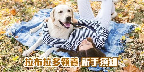 拉布拉多 領養8大好處立即看 拉布拉多犬價錢花費先預算