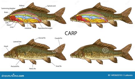 basic carp fish anatomy stock vector illustration  bones