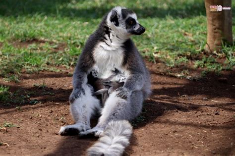 Nacen gemelos de lémur en el Zoo de Morelia Quadratín Michoacán