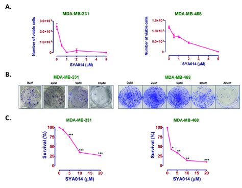 Sya014 Inhibits Cell Proliferation And Colony Formation Of Tnbc Cell