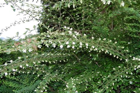 Plant Identification Closed White Flowering Shrub 1 By Emeldee