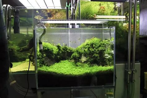 Ada Solar Mini Vs Chihiros Aquasky The Planted Tank Forum