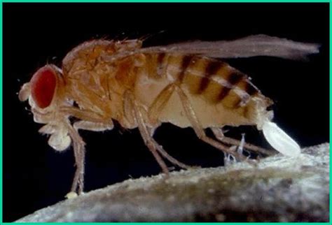 Fruit flies and related species - Plant & Pest Diagnostics