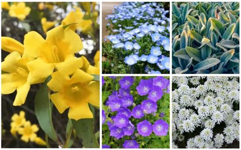 10 Fantastic Trailing Perennials - Garden Lovers Club