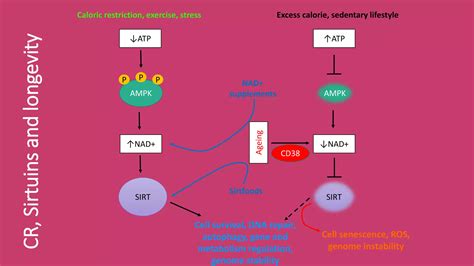 Sirtuins Epigenetics And Longevity PPT