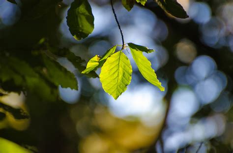 Leaf Free Stock Photo - Public Domain Pictures 