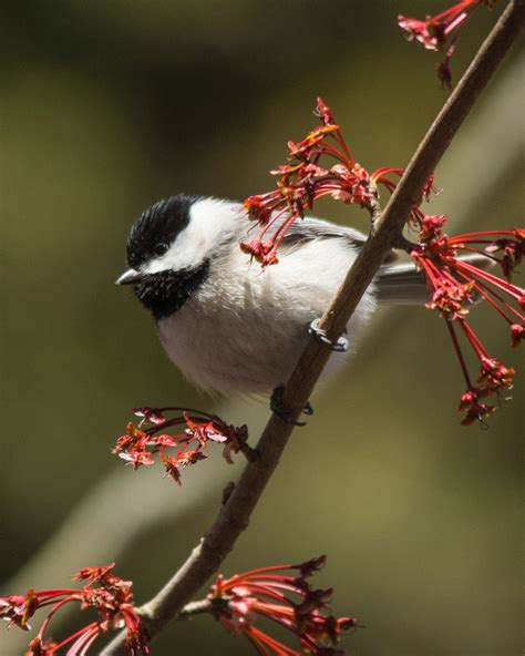 Spring Chickadee Carolina Chickadee With Spring Blooms Virginia