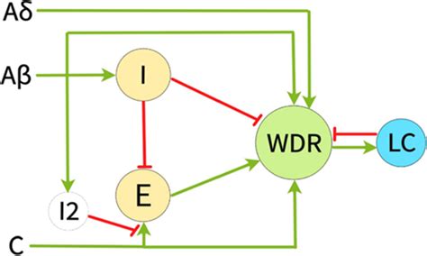 Block diagram of the model of neural circuits of the dorsal horn of the ...