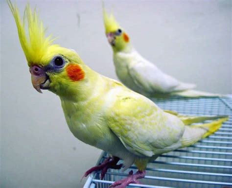 Burung Parkit Australia Jenis Falk Perawatan Dan Harga Burung Super