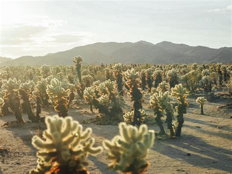 Desert Cacti Photos, Download The BEST Free Desert Cacti Stock Photos ...