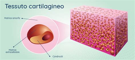 Cartilagine Fatta A Cosa Serve Prevenzione E Cura Patologie