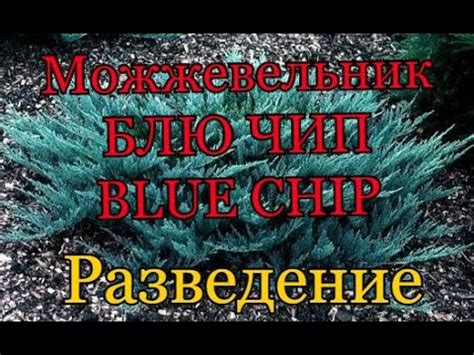 BLUE CHIP. Можжевельник БЛЮ ЧИП. РАЗМНОЖЕНИЕ. - YouTube